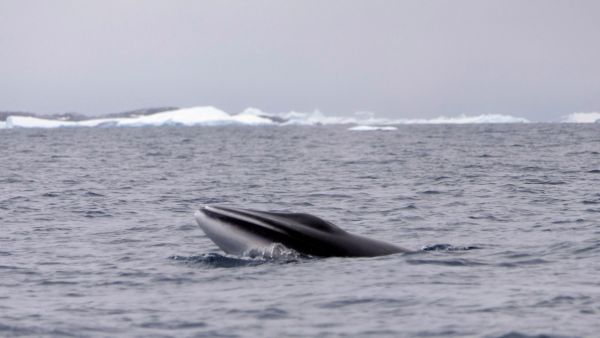 Ballenas Ballenas