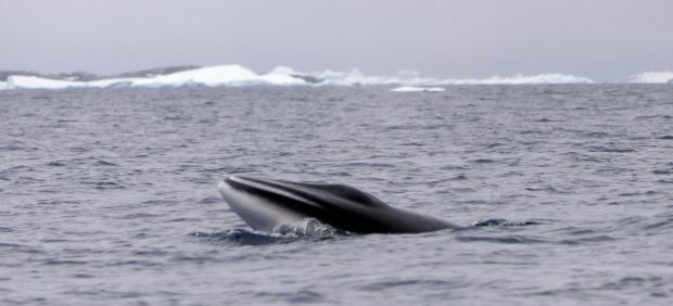 Ballenas