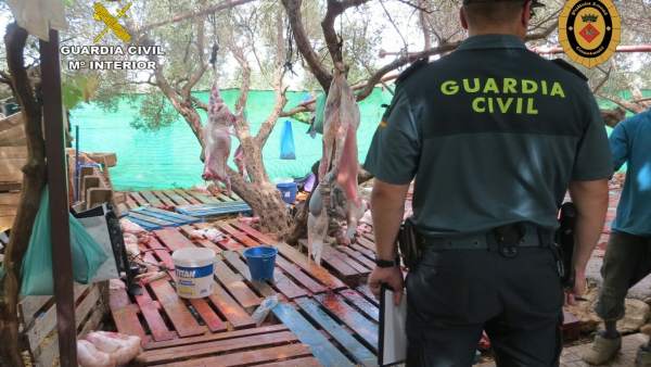 Desmantelan un matadero ilegal con 110 corderos en Constantí Desmantelan un matadero ilegal con 110 corderos en Constantí