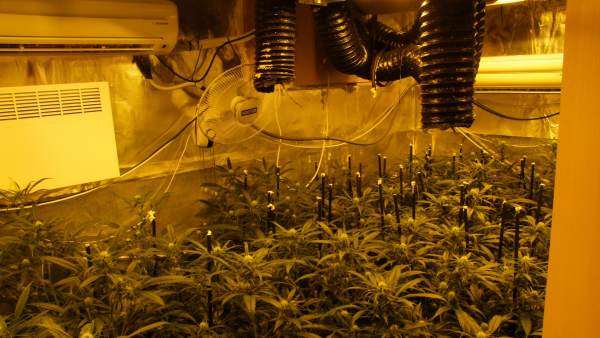 Cae un clan familiar holandés que regentaba un 'grow shop' Cae un clan familiar holandés que regentaba un 'grow shop'