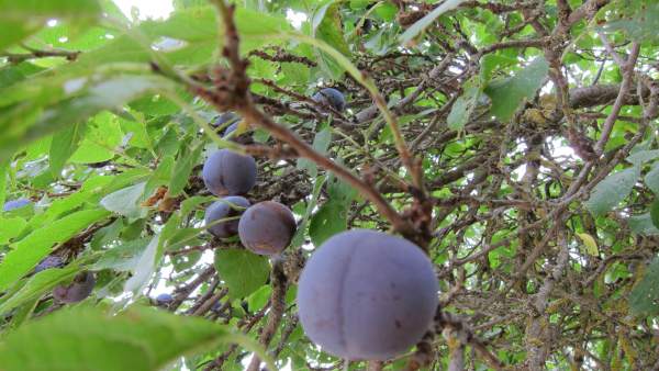 Árbol frutal Árbol frutal