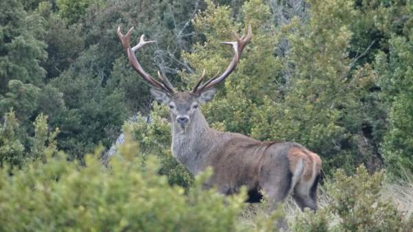 Ciervo en la reserva de Boumort Ciervo en la reserva de Boumort