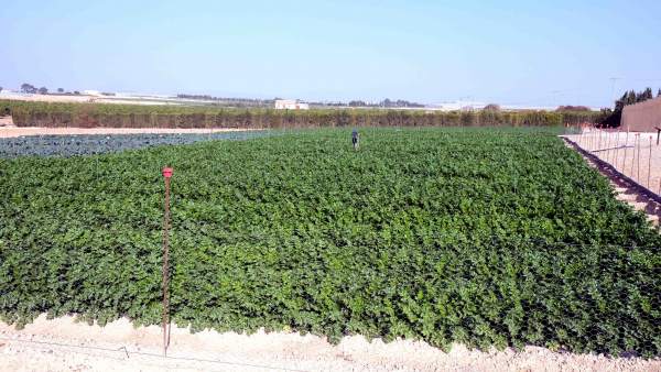 CAMPO, AGRICULTURA CAMPO, AGRICULTURA
