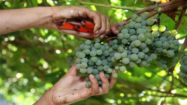 Vendimia en As Rías Baixas Vendimia en As Rías Baixas