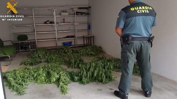 Marihuana intervenida Marihuana intervenida