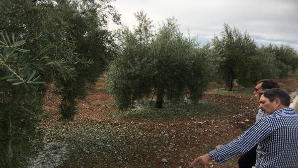 Una granizada causa daños en las cosechas de olivos en Alcaudete (Jaén) Una granizada causa daños en las cosechas de olivos en Alcaudete (Jaén)