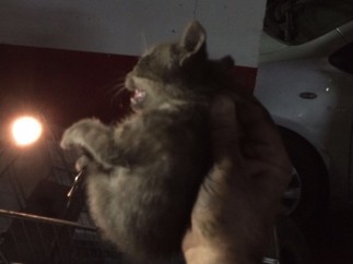 Gato rescatado