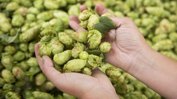 Damm recolta 1.250 kilos de lúpulo en Prades Damm recolta 1.250 kilos de lúpulo en Prades