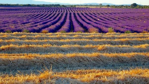 Lavanda Brihuega Lavanda Brihuega