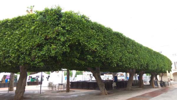 Arbolado de la Plaza Vieja de Almería Arbolado de la Plaza Vieja de Almería