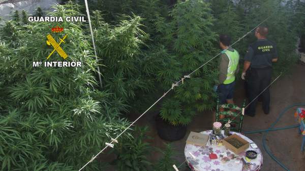 Una de las plantaciones de marihuana localizadas por la Guardia Civil. Una de las plantaciones de marihuana localizadas por la Guardia Civil.