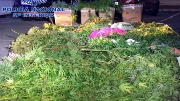 Desarticulada una organización dediicada al tráfico de drogas en Denia Desarticulada una organización dediicada al tráfico de drogas en Denia