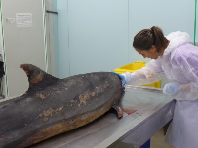 Consuelo Rubio, antes de comenzar la necropsia de un delfín mular