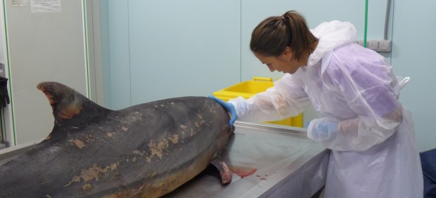 Consuelo Rubio, antes de comenzar la necropsia de un delfín mular