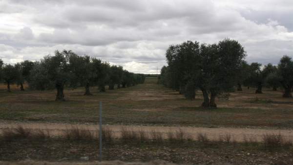 Arboles, Olivos Arboles, Olivos