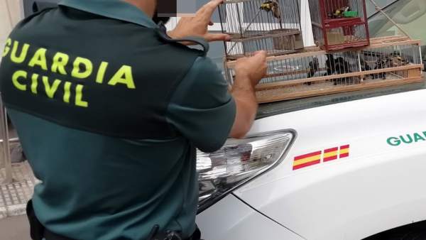 Agente Guardia Civil con jilgueros decomisados Agente Guardia Civil con jilgueros decomisados