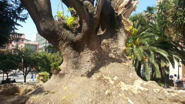Árbol en la Plazaq Árbol en la Plazaq