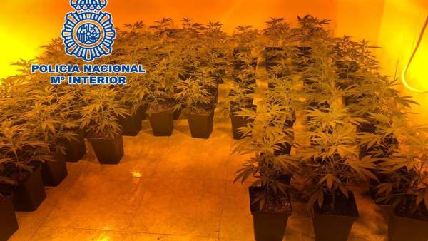 Plantación de marihuana descubierta en un domicilio de la zona norte Plantación de marihuana descubierta en un domicilio de la zona norte