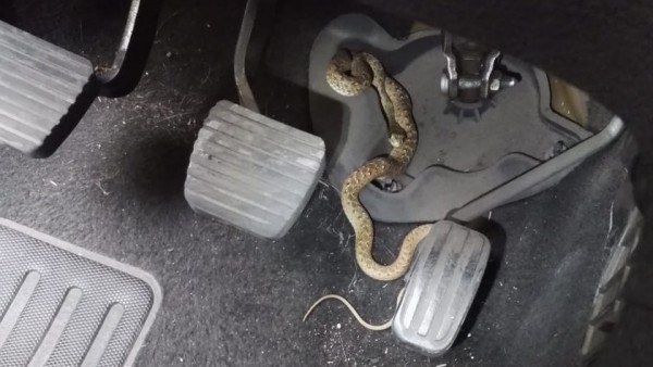 La serpiente se encontraba en los pedales de la conductora. La serpiente se encontraba en los pedales de la conductora.