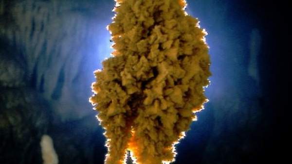 Bacteria Bacteria