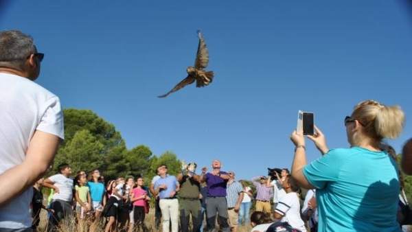 Suelta de cuatro búhos reales y un águila calzado en Sisante (Cuenca) Suelta de cuatro búhos reales y un águila calzado en Sisante (Cuenca)