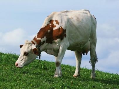 Vaca