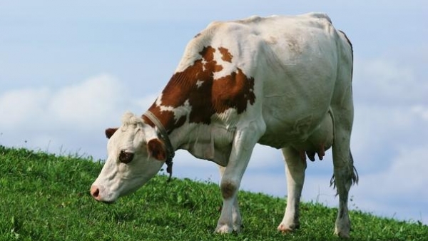 Vaca Vaca
