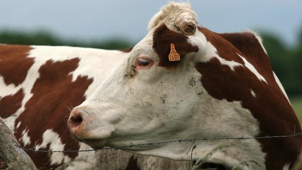 Vacas Vacas