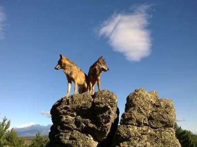 Pareja de lobos ibéricos sobre una roca