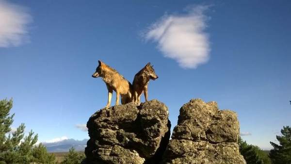 Pareja de lobos ibéricos sobre una roca Pareja de lobos ibéricos sobre una roca