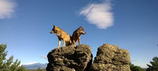 Pareja de lobos ibéricos sobre una roca