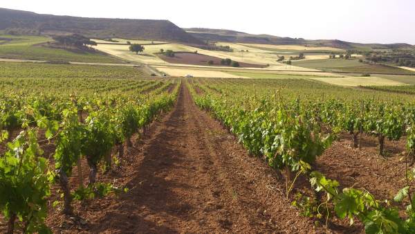 Viñedo Ribera del Duero de Bodegas Torres Viñedo Ribera del Duero de Bodegas Torres