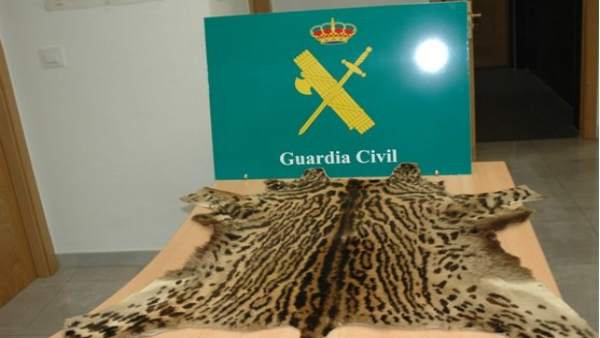 Piel de ocelote incautada por la Guardia Civil Piel de ocelote incautada por la Guardia Civil