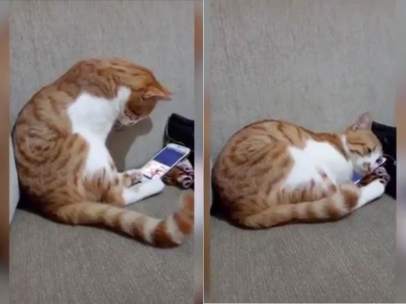 Reacción emotiva de un gato