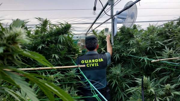 Plantación de marihuana intervenida por la Guardia Civil en Gondomar Plantación de marihuana intervenida por la Guardia Civil en Gondomar