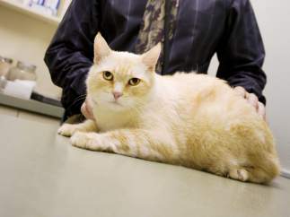 Veterinario