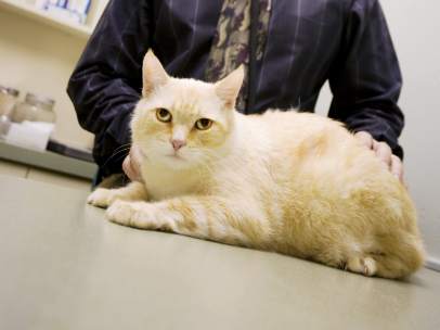 Veterinario