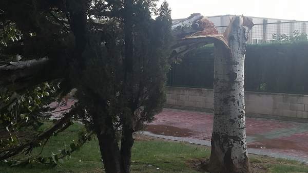 Árbol partido por una tormenta, en una imagen de archivo Árbol partido por una tormenta, en una imagen de archivo