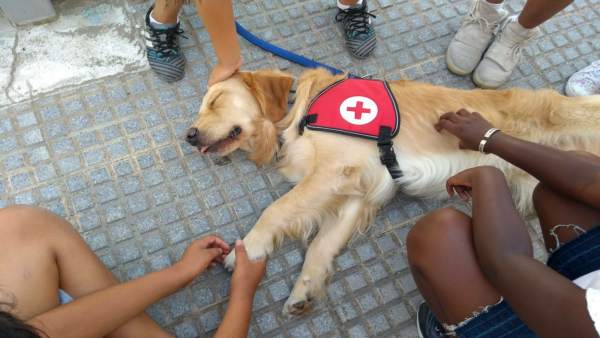 El perro voluntario de Cruz Roja El perro voluntario de Cruz Roja