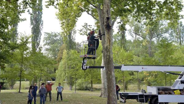 Colocación de refugios para murciélagos en Pamplona Colocación de refugios para murciélagos en Pamplona