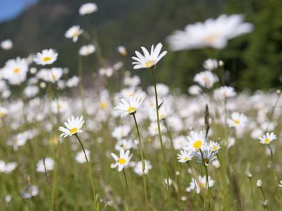 Flores