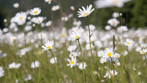 Flores Flores