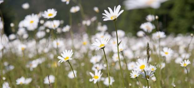 Flores