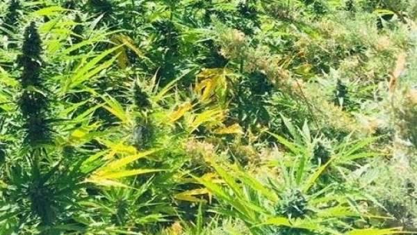 Plantas de marihuana en una imagen de archivo Plantas de marihuana en una imagen de archivo