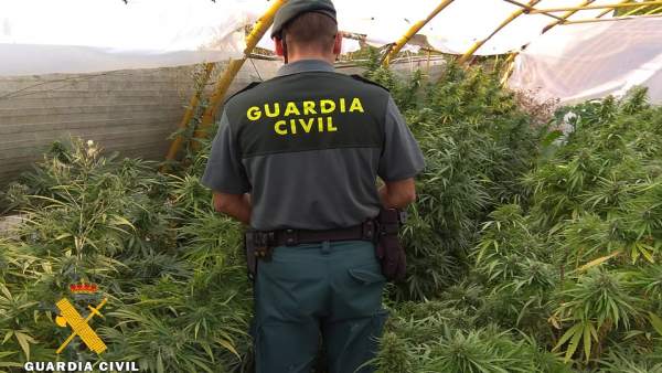 Plantación de marihuana descubierta por la Benemérita. Plantación de marihuana descubierta por la Benemérita.