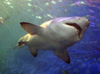 Tiburón