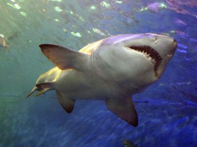Tiburón