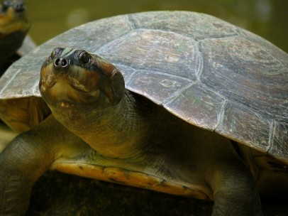 Tortuga en una imagen de archivo