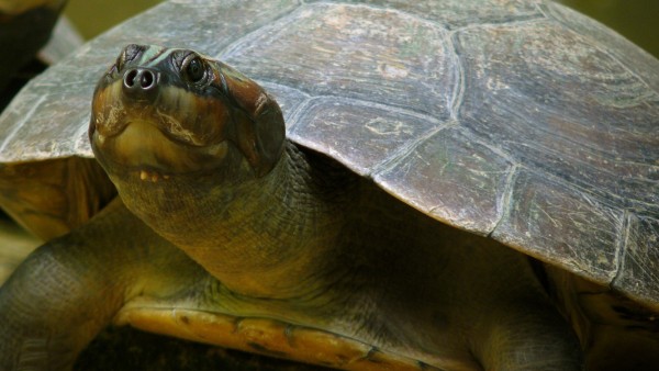Tortuga en una imagen de archivo Tortuga en una imagen de archivo