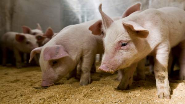 Ganado porcino en una granja de Cefusa Ganado porcino en una granja de Cefusa